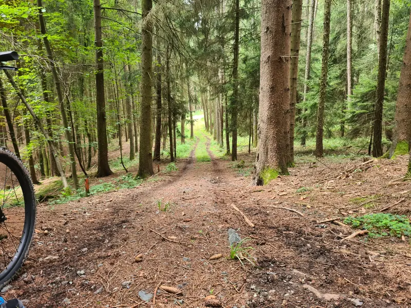 Waldweg im Frankenwald